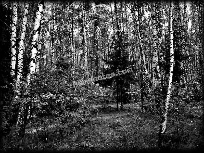 Пейзаж на пам’ятник PRIRODA-07